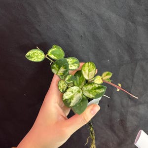 Hoya mathilde variegated rooted active growing. 2 growing points. Exact plant fast shipping
