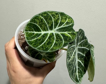 Alocasia Ninja variegated active growing plant mother plant size. Exact Plant