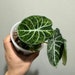 see more listings in the Alocasia section