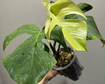 Monstera full mint variegated active growing plant. Exact plant US seller