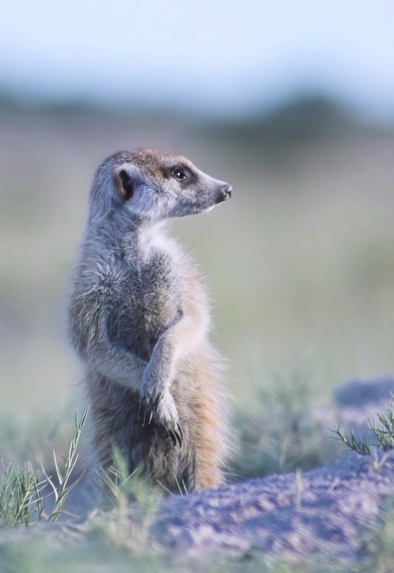 Meerkat Lookout Etsy