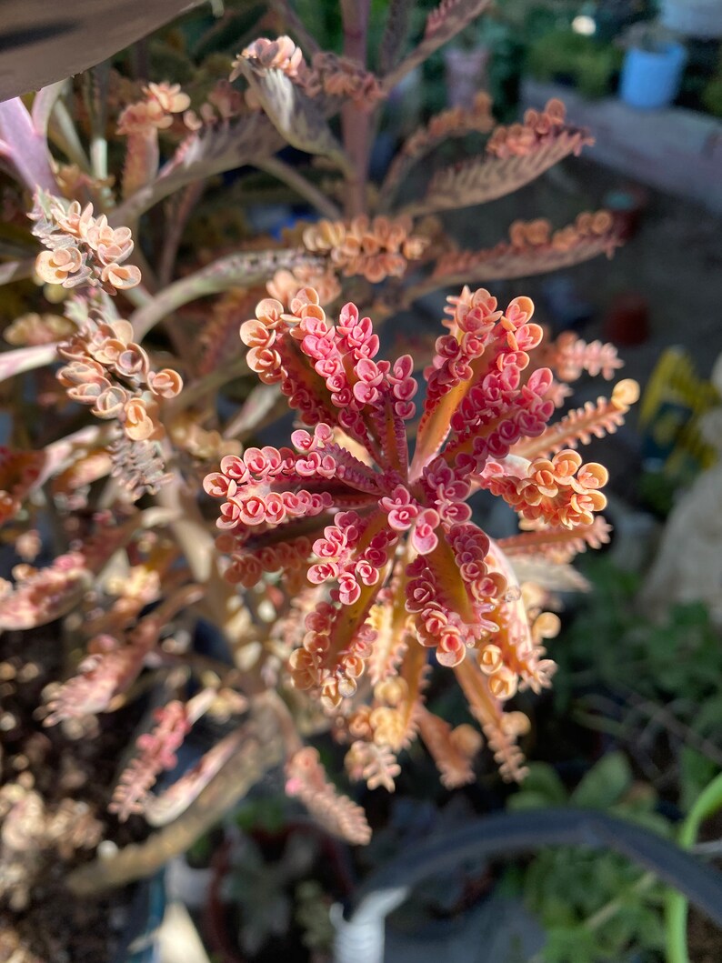 Kalanchoe Pink Butterflies 4 Cuttings Etsy