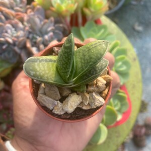 Gasteria Baylissiana Variegata / Variegated Indoor Lowlight Succulent