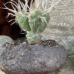 Thephorocactus  Opuntia Papyracanthus Paper Spines