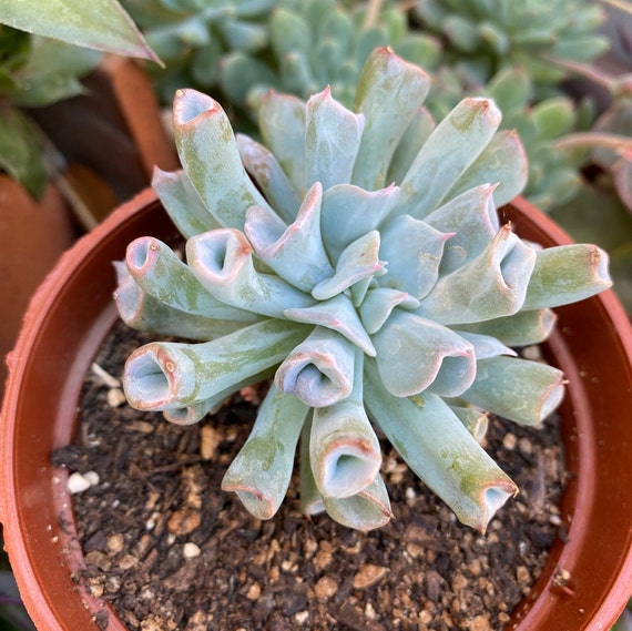 Echeveria Pinky Trumpet pig Nose | Etsy