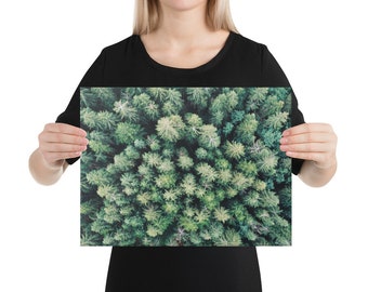Italian Forest  (canvas)
