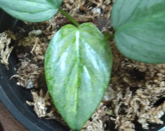 Variegated Philodendron Sodiroi
