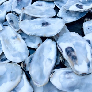 May include: A pile of white oyster shells with a blue iridescent sheen. The shells are arranged in a random pattern, with some overlapping.