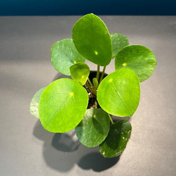 Pilea peperomioide | monnaie chinoise (plante en terre)