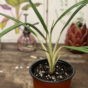 Les Verts Tunisie - Dieffenbachia pot céramique 🌱Plante naturelle