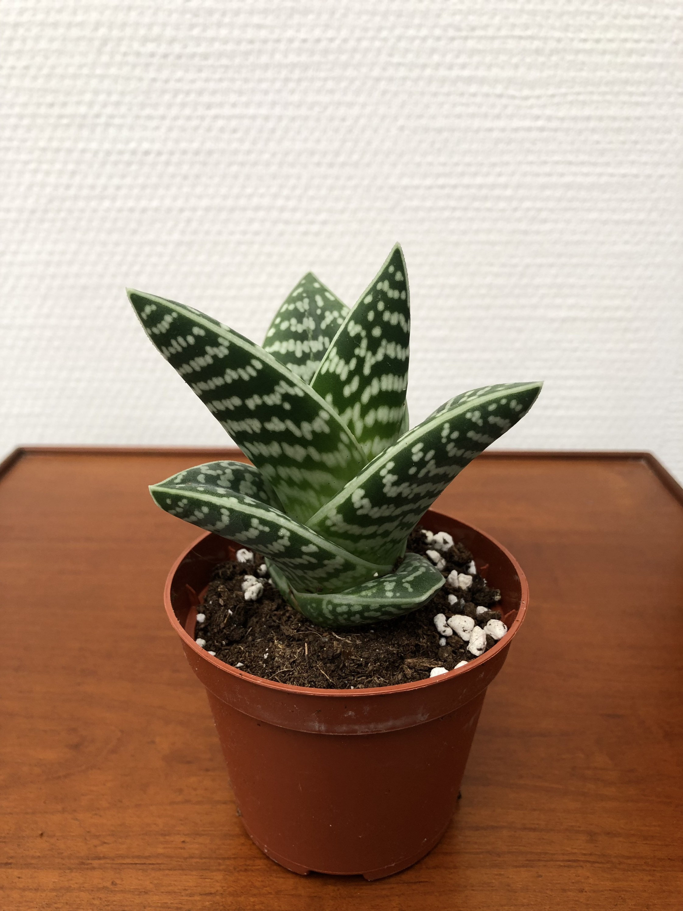 Aloe Variegata Vapu, Aloe Punctata