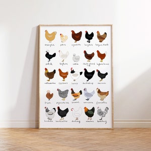 Grafico della razza di pollo, Arte della parete di pollo, Grafico dei tipi di pollo, Illustrazione di poster delle razze di pollo, Disegno di pollo per bambini, Arte della camera da letto della fattoria per bambini