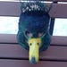 Felt Duck Mask: Kids Cosplay Headwear, Carnival Goose Mask - Etsy