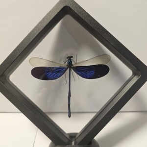 May include: A preserved dragonfly with iridescent blue and black wings, presented in a black, diamond-shaped frame. The dragonfly's delicate wings contrast with the sturdy frame, creating a striking visual. The insect's body is a deep blue, and the wings have a gradient of colours.