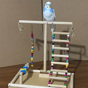 Parakeet play cheap gym