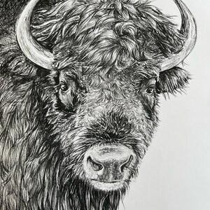 Package of 10 Thank You Cards with Artist's most sought after Charcoal and Pencil Sketches of Jackson Hole WY