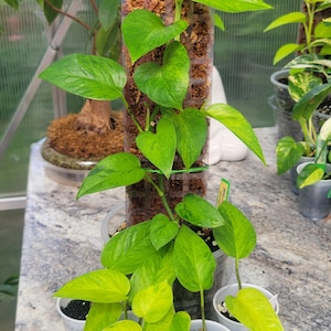 Rare Terunoworld Carnival Teruno Pothos