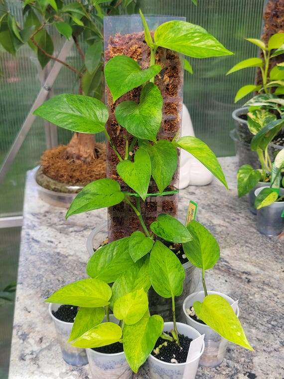 where to buy sunflower seeds to plant Ferry-Morse Online Edition 1.8g Sunflower American Giant Hybrid Seeds main image 1