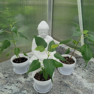 Bodhi Tree Ficus Religiosa Sacred Fig Bonsai