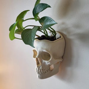 Macetero de pared con forma de calavera: decoración gótica para el hogar con maceta extraíble.