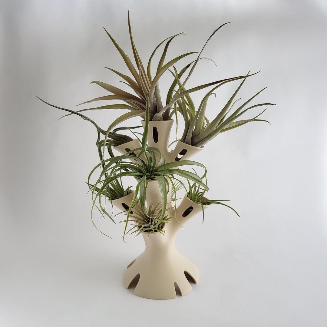 parlor palm propagation Palm Parlor Neanthe Bella Palm, Live Plant Indoor Air Purifier