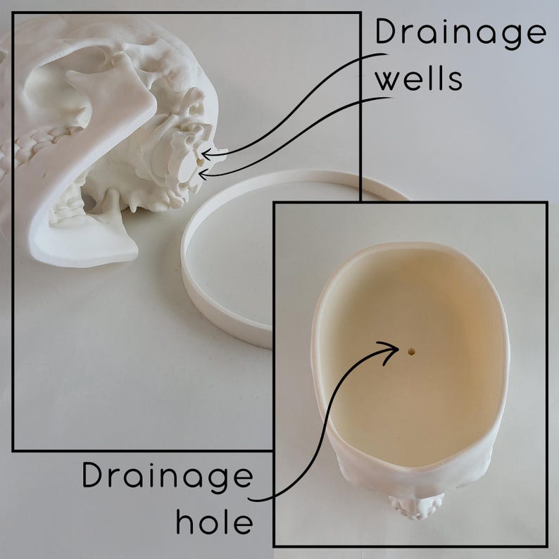 May include: White ceramic skull planter with drainage wells and a drainage hole in the bottom. The skull is separated into two parts, the top of the skull and the bottom of the skull.