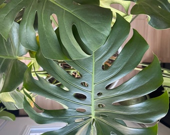 Monstera Dissecta - Etsy