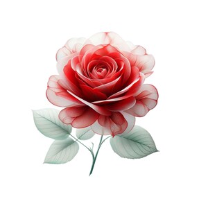 Red White Roses Abstract 16 Red Rose Abstracts, Rose Flower Clipart, Florals, Wedding Prints ...