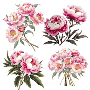 18 Rosa Pfingstrosen Bundle, Blush rosa Blumen Clipart, Aquarell Staub Rosa Pfingstrosen Papercraft, PNG, digitaler Download, kommerzielle Nutzung
