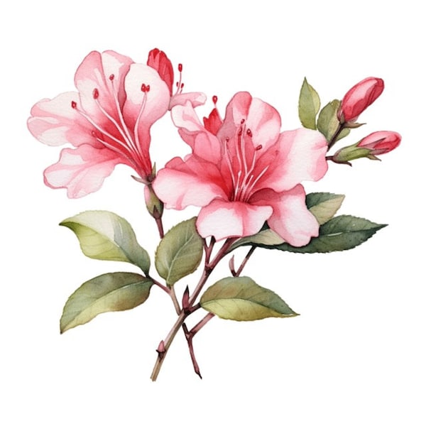 Azalea Flower Branch Floral Sublimation Graphics Watercolor Clip Art 4 PNG Files Mix Media Paper Craft Scrap Booking Junk Journal - 493