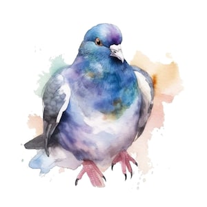 Pigeon Bird Watercolor Clip Art 4 High Quality PNG Transparent Mix Media Collage Instant Download Commercial Use - 473