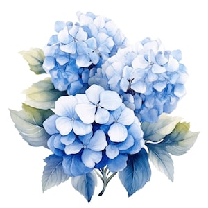 May include: A bouquet of blue hydrangeas with green leaves. The flowers are arranged in a cluster and have a soft, watercolor-like appearance.