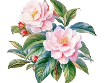 Camelia flor ramo Floral acuarela Clip Art 4 formato PNG de alta calidad descarga instantánea uso comercial - 428