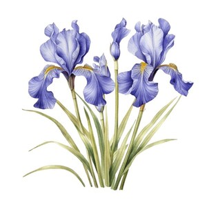 Watercolor Northern Blue Flag Iris Sublimation Graphics Watercolor Clip
