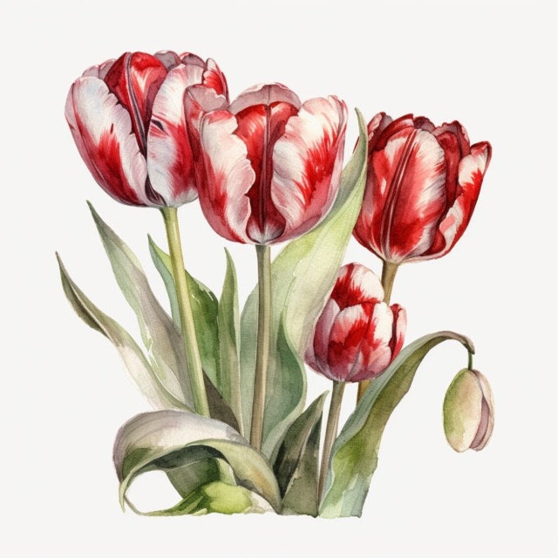 Watercolor Tulips Bouquet Tulip Flower Clipart Clip Art 4 PNG Format ...