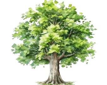Green Maple Tree Watercolor Clip Art 4 High Quality PNG Format Instant Download Commercial Use - 469
