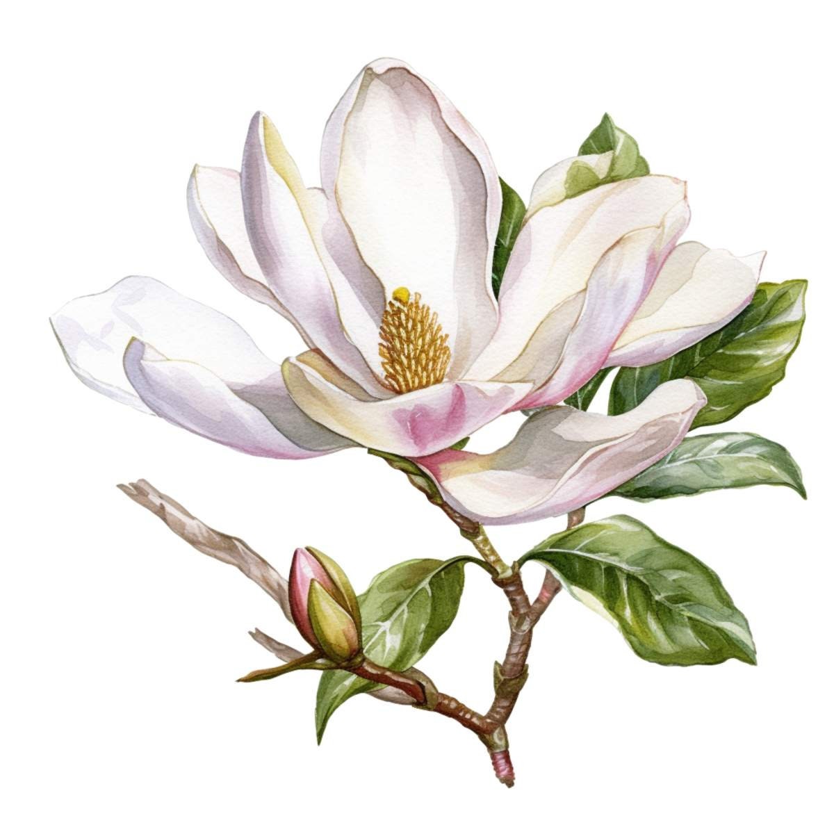 Magnolia Flower Floral Watercolor Clip Art 4 High Quality PNG - Etsy