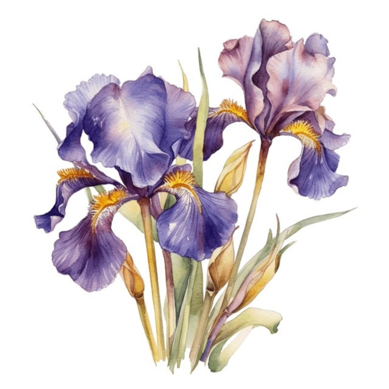 Iris Flower Floral Watercolor Clip Art 4 High Quality PNG Format