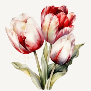 Watercolor Tulips Bouquet Tulip Flower Clipart Clip Art 4 PNG format files instant download for commercial use - 173
