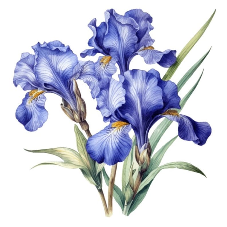 Watercolor Northern Blue Flag Iris Sublimation Graphics Watercolor Clip ...