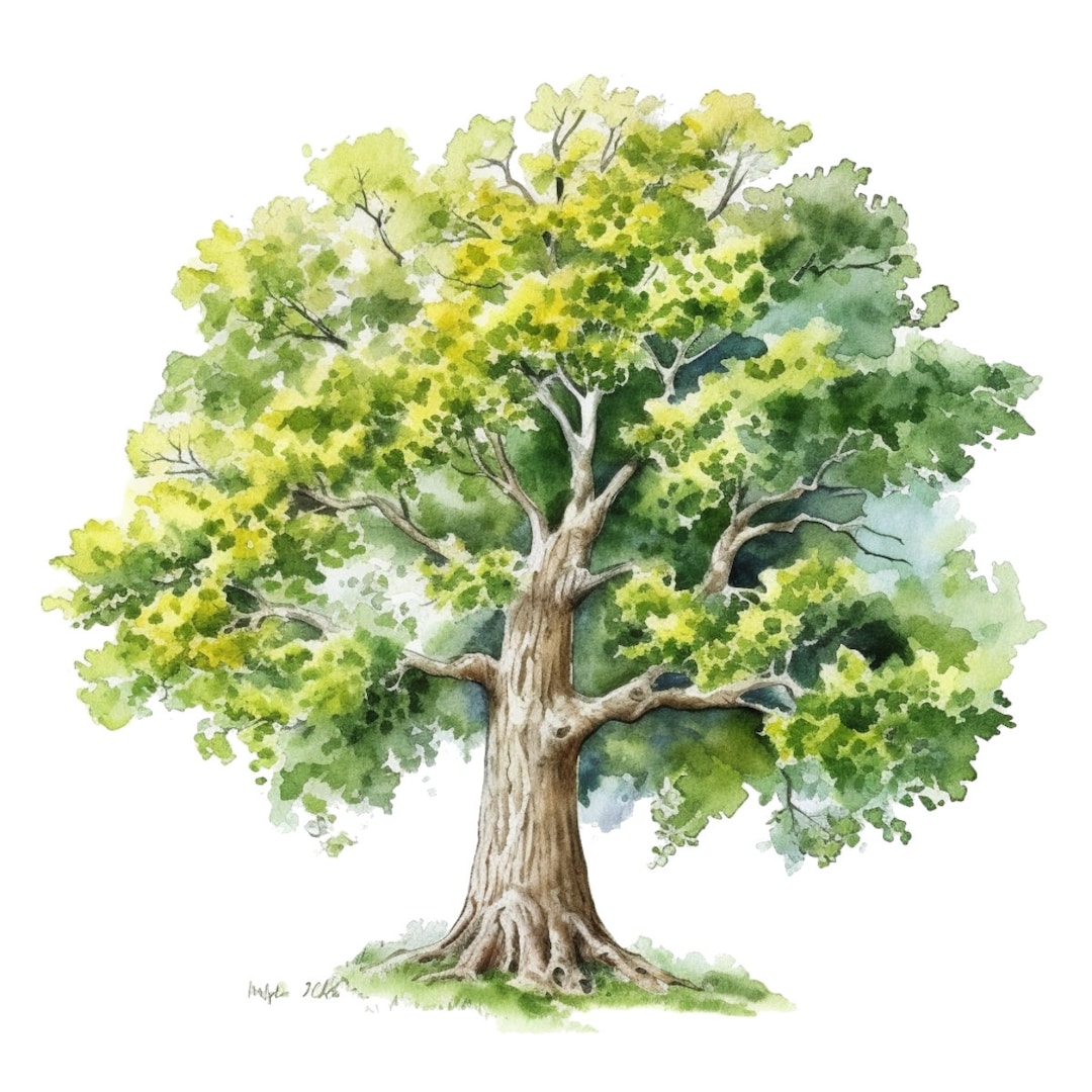Cottonwood Tree Watercolor Clip Art 4 High Quality PNG Transparent Commercial Use Card Making