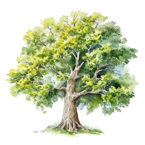 May include: A watercolor painting of a large, green tree with a thick trunk and branches. The tree is set against a white background.