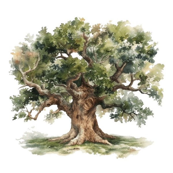 Oak Tree Watercolor Clip Art 4 High Quality PNG Format Instant Download Commercial Use - 275