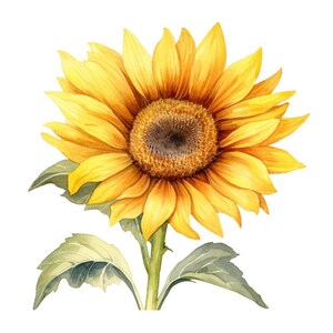 Sunflower Floral Flower Clip Art Sublimation Graphics Watercolor Clipart 4 High Quality PNG Transparent Commercial Use Collage  - 453