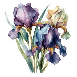May include: Watercolor painting of irises in shades of purple, blue, and yellow. The flowers have ruffled petals and are surrounded by green leaves. The artwork is on a white background.