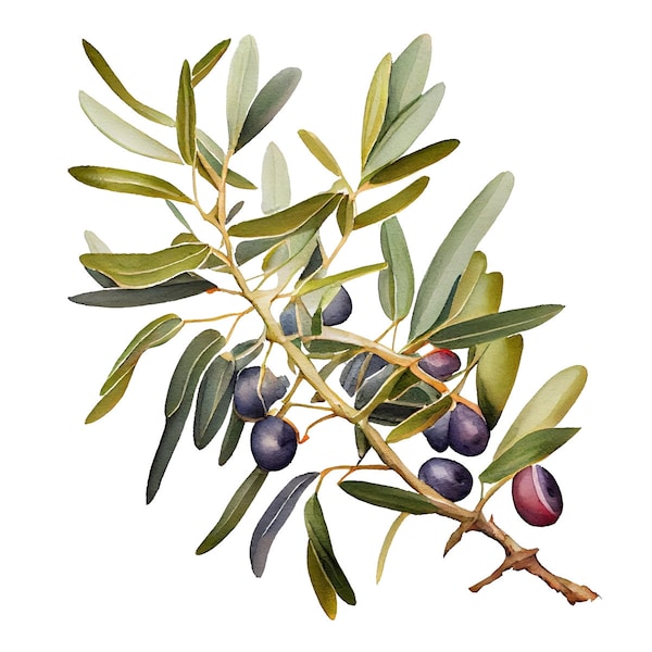 Olive Tree Branch Watercolor Clip Art 4 High Quality PNG Transparent Commercial Use Card Making Mix Media Scrap booking DIY  - 462