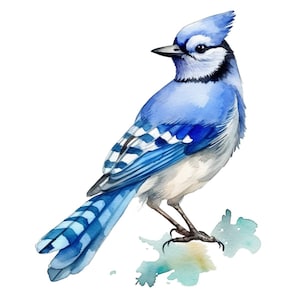 Blue Jay Bird Watercolor Clip Art 4 High Quality PNG Transparent Mix Media Collage Instant Download Commercial Use - 437