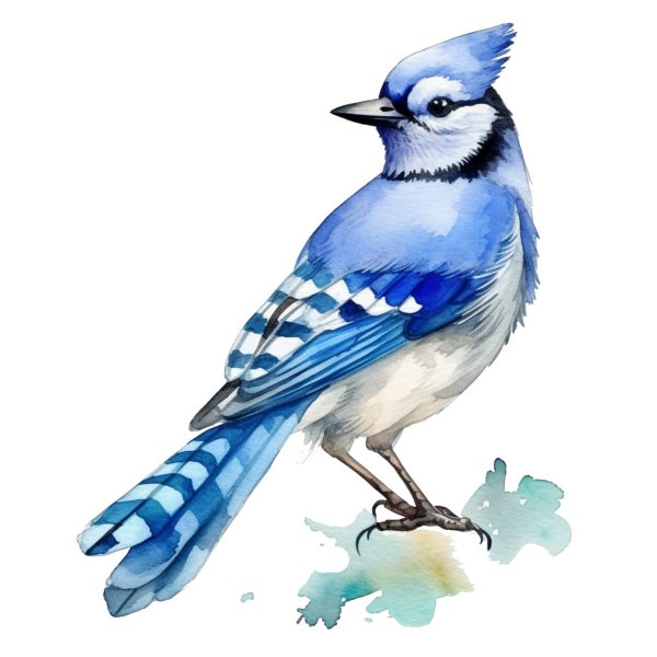 Blue Jay Bird Watercolor Clip Art 4 High Quality PNG Transparent Mix Media Collage Instant Download Commercial Use - 437