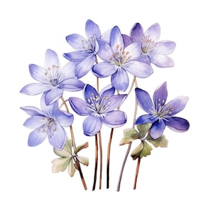 Colorado Blue Columbine Flower Aquarela Clip Art Gráficos de sublimação 4 PNG de alta qualidade Mix Media Card Fazendo colagem de uso comercial -505