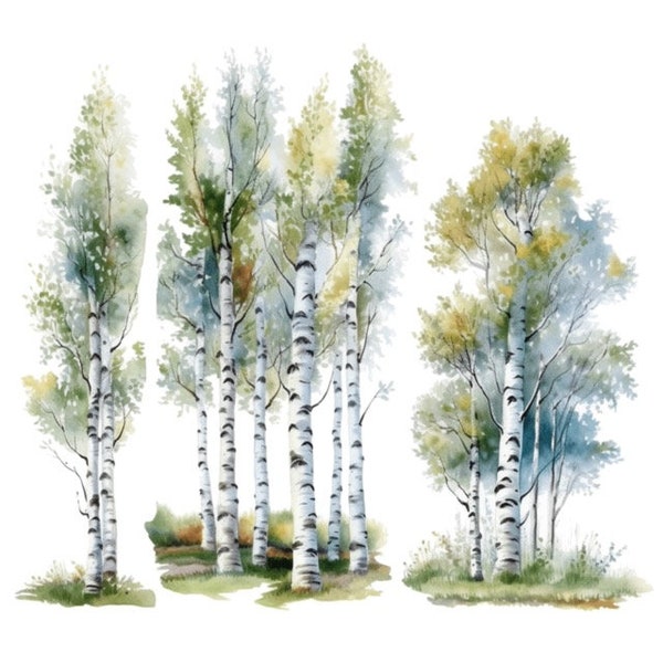 Birch Tree Watercolor Clip Art 4 High Quality PNG Format Instant Download Commercial Use - 408